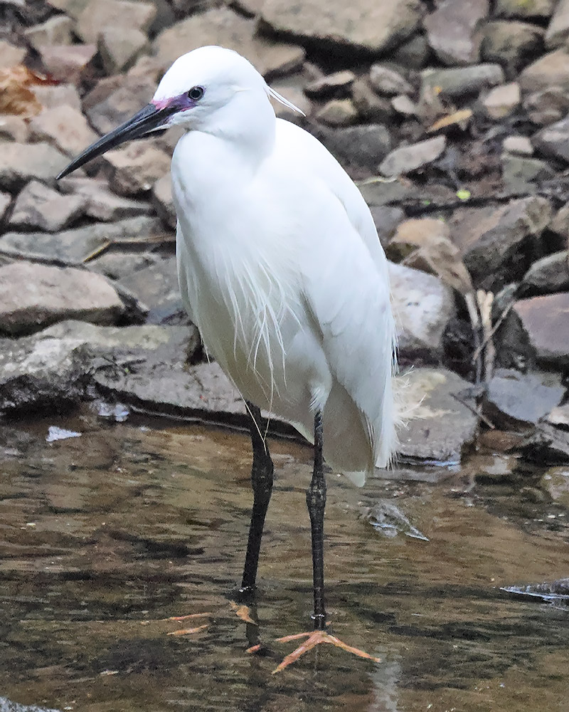 Little egret